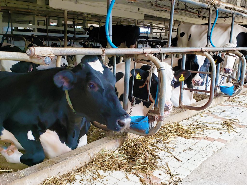 Cows Feeding