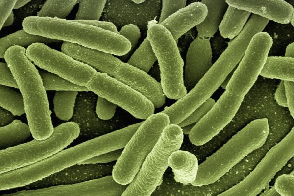 E. coli bacteria