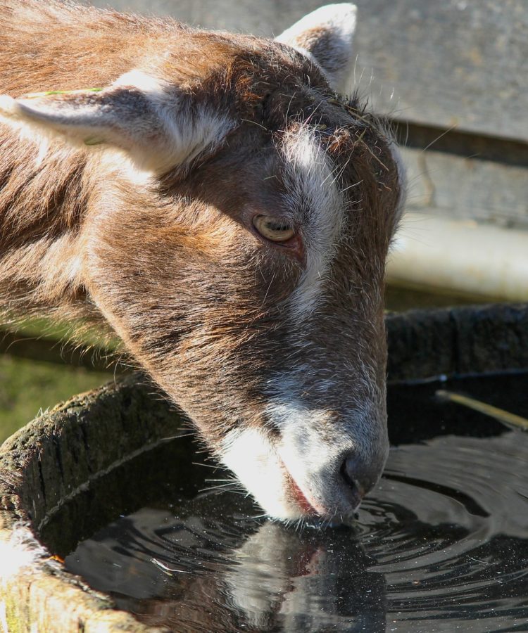 Goat Drinking